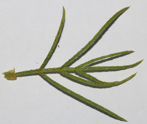 Image of Psoralea papillosa by (c) Brian du Preez, some rights reserved (CC BY-SA)