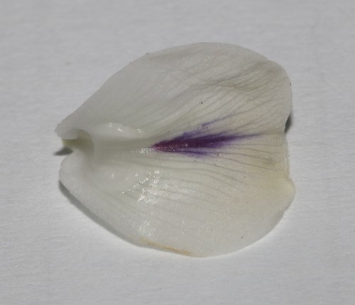 Image of Psoralea papillosa by (c) Brian du Preez, some rights reserved (CC BY-SA)