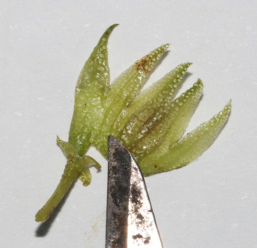 Image of Psoralea papillosa by (c) Brian du Preez, some rights reserved (CC BY-SA)