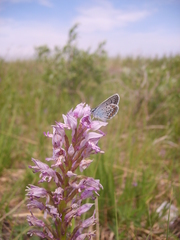Orchis militaris