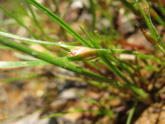 Centrolepis aristata