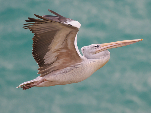 Pink-backed Pelican, photo 9 of 9