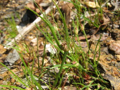 Centrolepis aristata