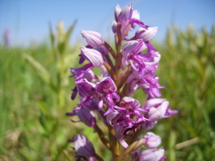 Orchis militaris