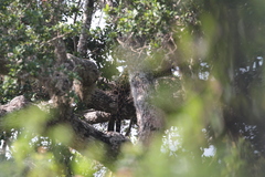 Panthera pardus kotiya