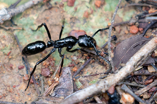 Neoponera commutata