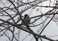 Parus major