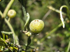 Cassytha pubescens