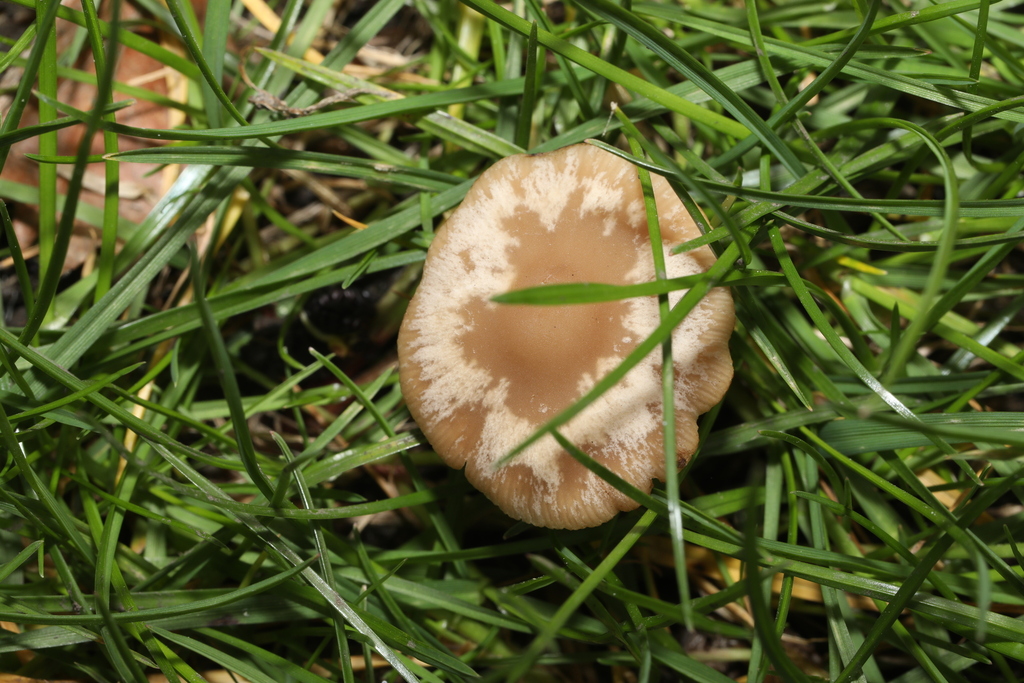 Panaeolus foenisecii · March 2026 · photo: © steve_mcwilliam (iNaturalist, cc0)