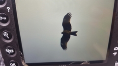 Milvus migrans lineatus