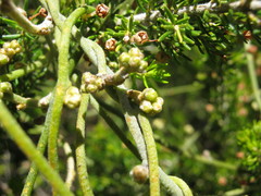 Cassytha pubescens