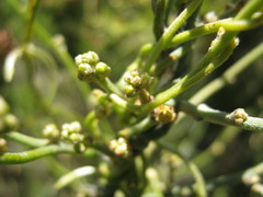 Cassytha pubescens