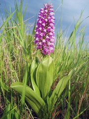 Orchis militaris