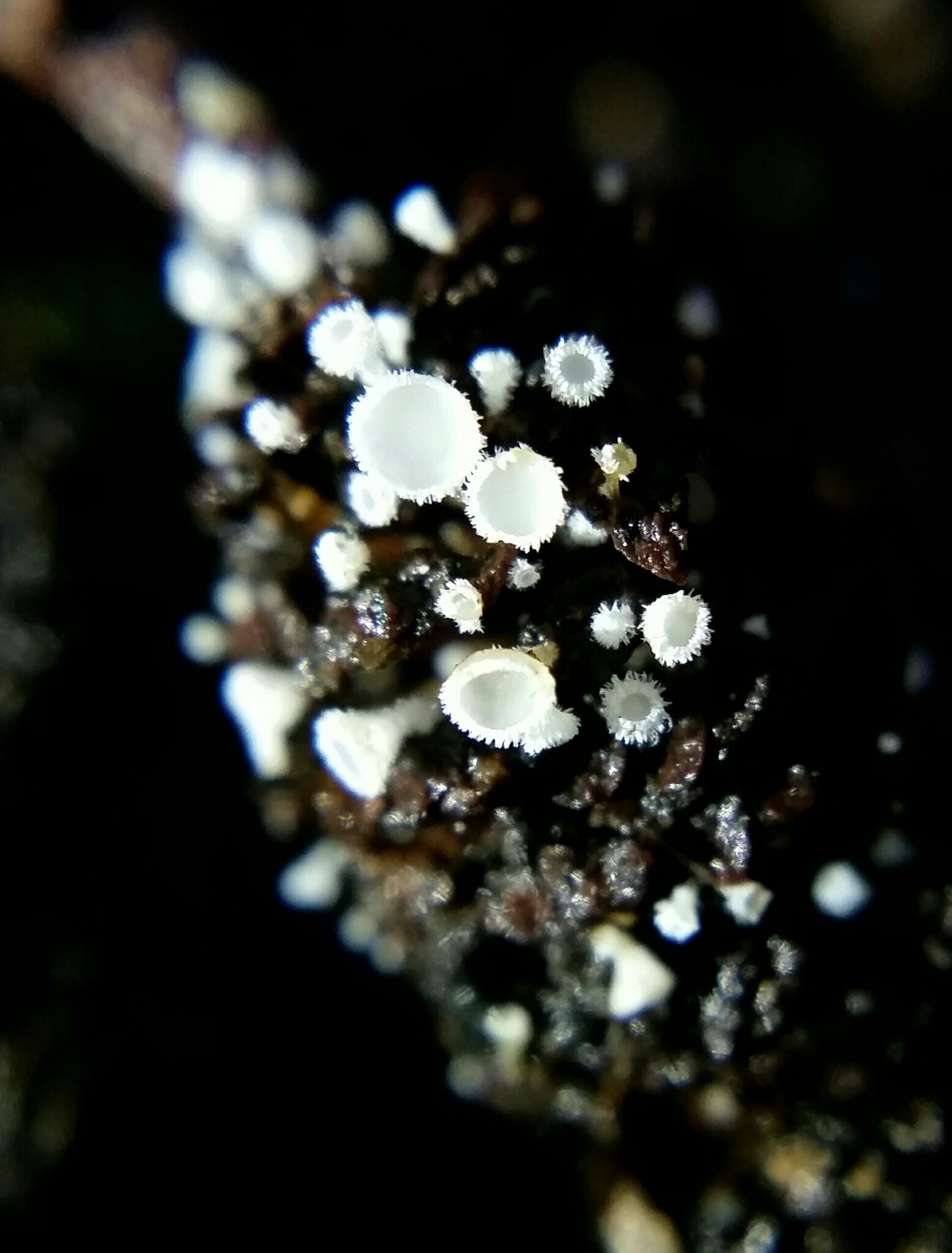 Lachnum virgineum image