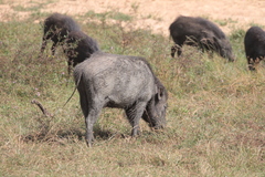 Sus scrofa cristatus