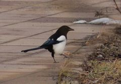 Pica pica