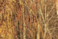 Alnus incana