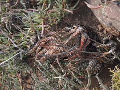 Tulista pumila