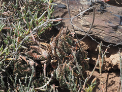 Tulista pumila