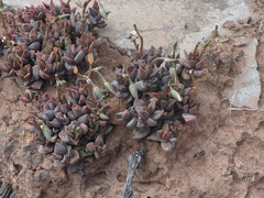 Anacampseros telephiastrum