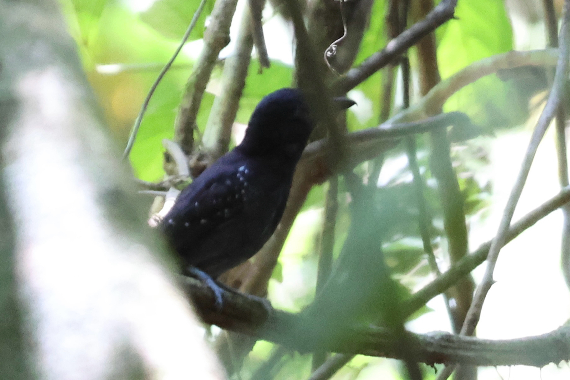 Black-hooded Antshrike (Thamnophilus bridgesi), photo 3