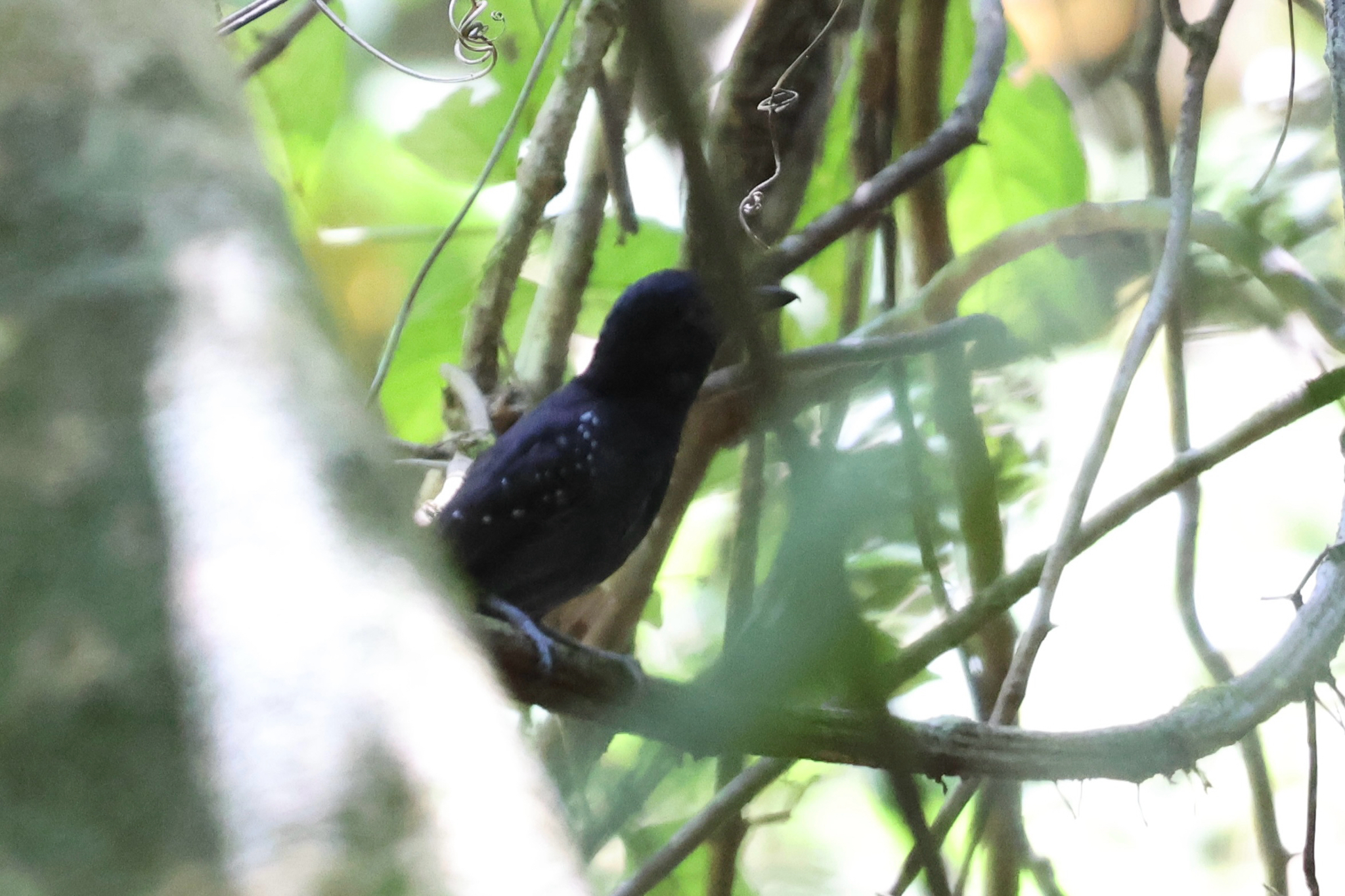 Black-hooded Antshrike (Thamnophilus bridgesi), photo 4