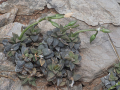 Anacampseros telephiastrum