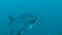 Latridopsis ciliaris