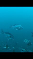 Latridopsis ciliaris