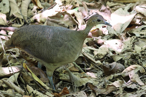 Great Tinamou (Tinamus major), photo 4