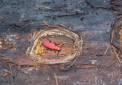 Cucujus cinnaberinus