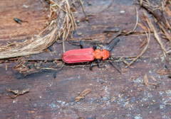 Cucujus cinnaberinus