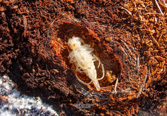 Acanthocinus aedilis