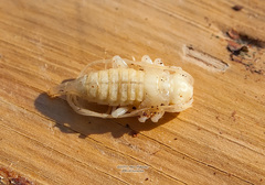 Acanthocinus aedilis