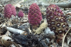 Bdallophytum oxylepis