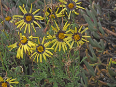 Osteospermum scariosum