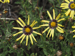 Osteospermum scariosum