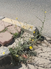 Launaea mucronata