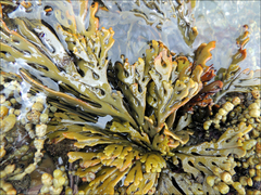 Xiphophora chondrophylla