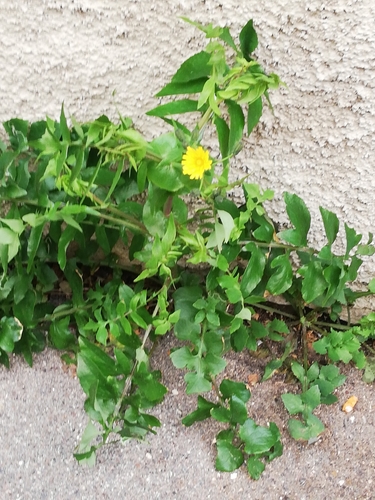 Sonchus tenerrimus iNat (1)