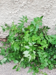 Sonchus tenerrimus
