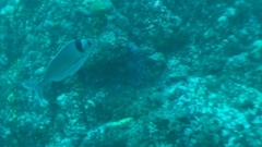 Nemadactylus macropterus