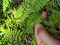 Microlepia