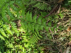 Microlepia