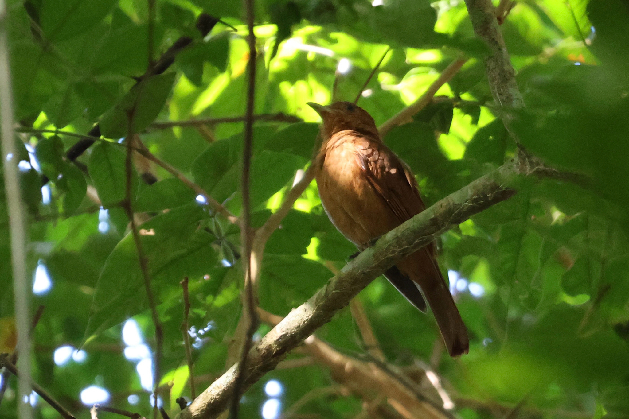 Rufous Piha (Lipaugus unirufus), photo 2
