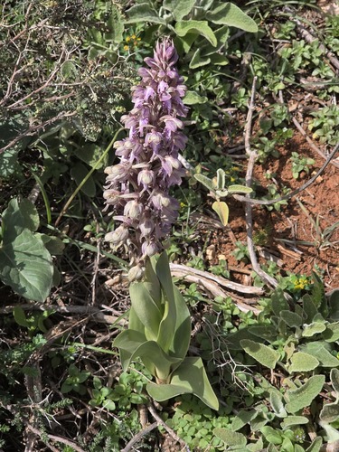 giant orchid