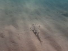 Aptychotrema rostrata