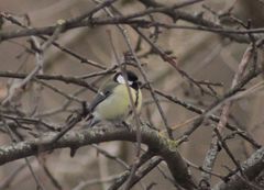 Parus major
