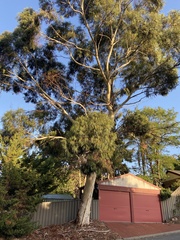 Eucalyptus scoparia