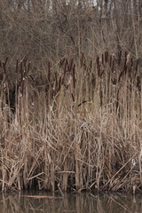 Typha latifolia